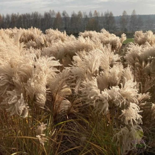 Мискантус китайский Полонус