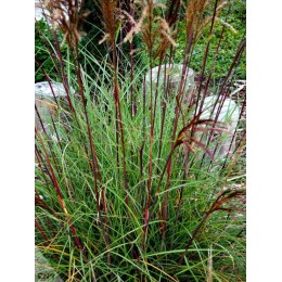 Мискантус желтоватый Серенгети