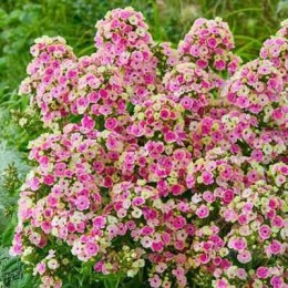 Мискантус китайский Сильвер Чарм