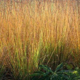 Молиния голубая Аха-Эрлебнис