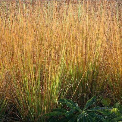 Молиния голубая Аха-Эрлебнис