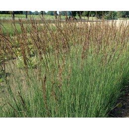Молиния голубая Аха-Эрлебнис