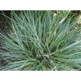 Осока коническая Сноулайн