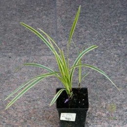 Осока коническая Сноулайн