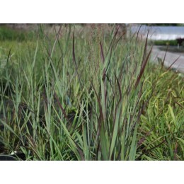 Просо прутьевидное Хейлигер Хайн
