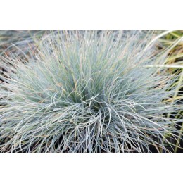 Овсяница сизая Блауфухс