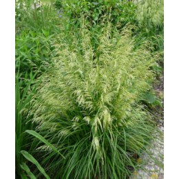 Луговик дернистый / Щучка Палава