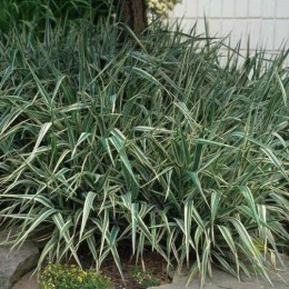 Канареечник тростниковый Фесей