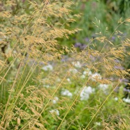 Ковыль гигантский