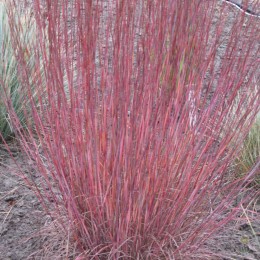 Схизахириум метельчатый Блю Хэвен