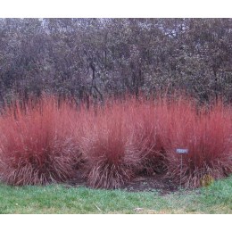 Схизахириум метельчатый Блю Хэвен