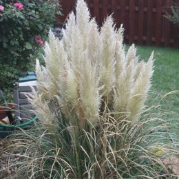 Кортадерия Селло Пумила