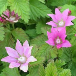 Княженика София