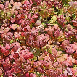 Княженика арктическая Марика