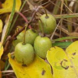 Актинидия аргута Таёжный изумруд (женская)