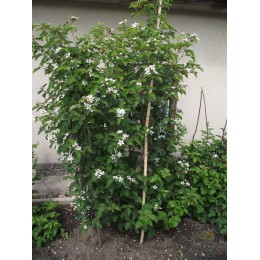 Ежевика садовая Релевант