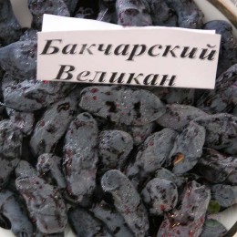 Жимолость камчатская Бакчарский великан