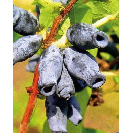 Жимолость Радость моя