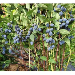Жимолость Сердце Гиганта
