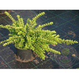 Жимолость блестящая Майгрюн