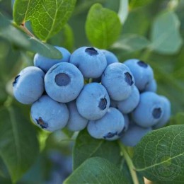 Голубика высокорослая Валор