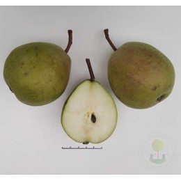 Груша Тульская ранняя