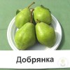 Груша Добрянка