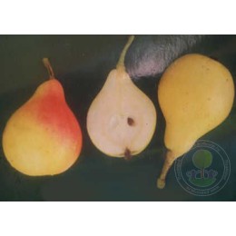 Груша Даренка