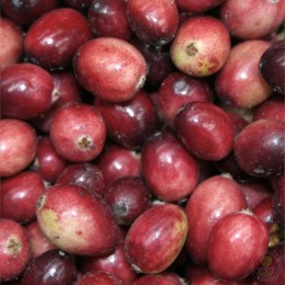 Клюква крупноплодная Макро Ховес