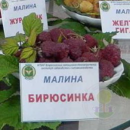 Малина Бирюсинка