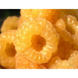 Малина Альт Голд ремонтантная