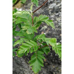 Рябина финская