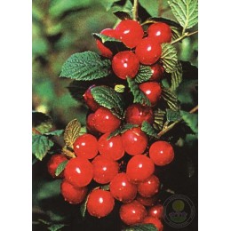 Вишня войлочная