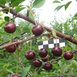 Вишня Морозовка