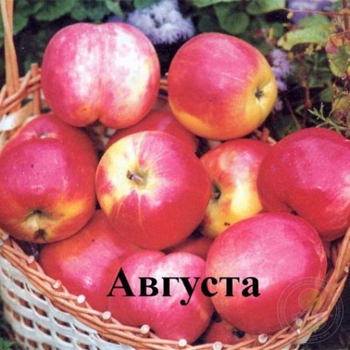 Яблоня Августа