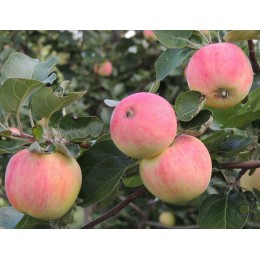 Яблоня Уральское розовое