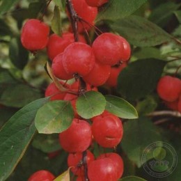 Яблоня пурпурная Ола