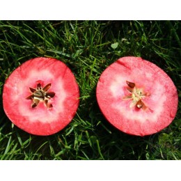 Яблоня Ред Пэшн