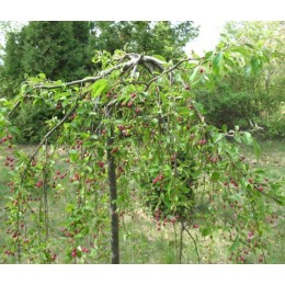 Яблоня ягодная Пендула