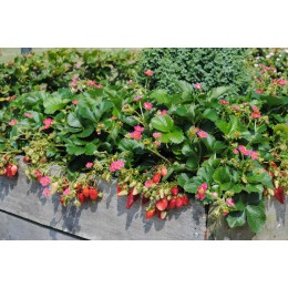 Земляника Тристан ремонтантная