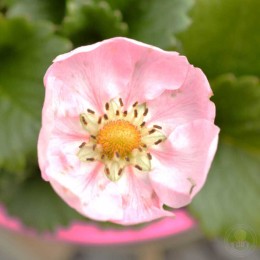 Земляника Мерлан ремонтантная