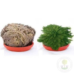 Селагинелла чешуелистная