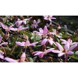 Кандык собачий зуб Лилак Уандер