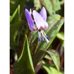 Кандык собачий зуб Лилак Уандер