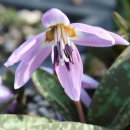 Кандык собачий зуб Лилак Уандер