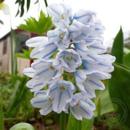 Пушкиния ливанская