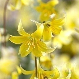 Эритрониум / Кандык Пагода