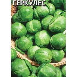 Капуста Геркулес (брюссельская)