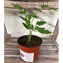 Томат Алая Каравелла