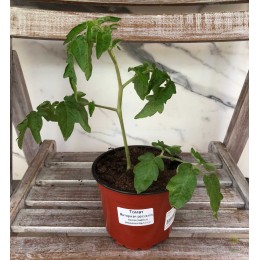 Томат Янтарная россыпь